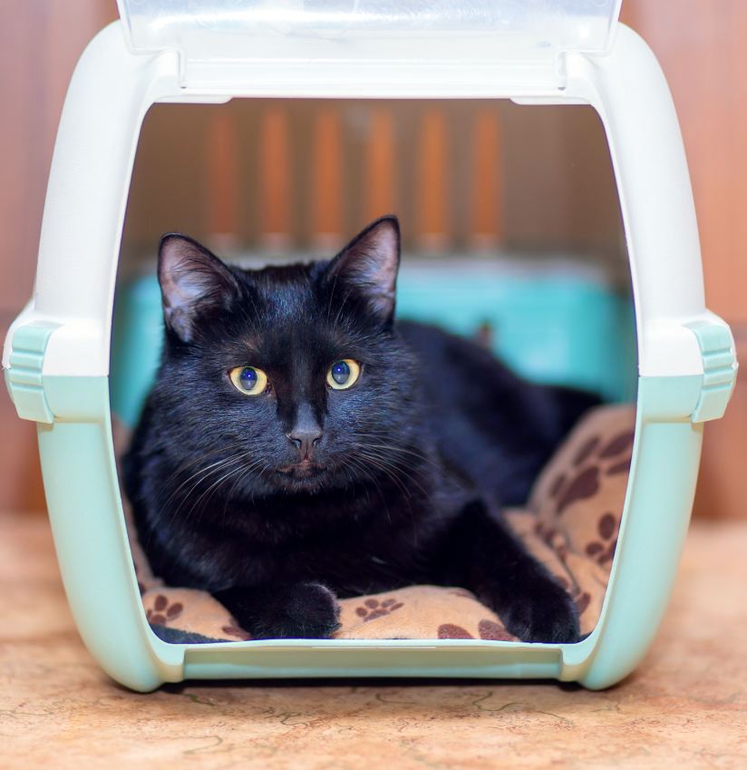A beautiful black cat is sitting in its carry bag