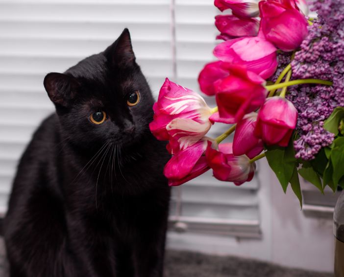 black cat sniffs tulip flowers.
