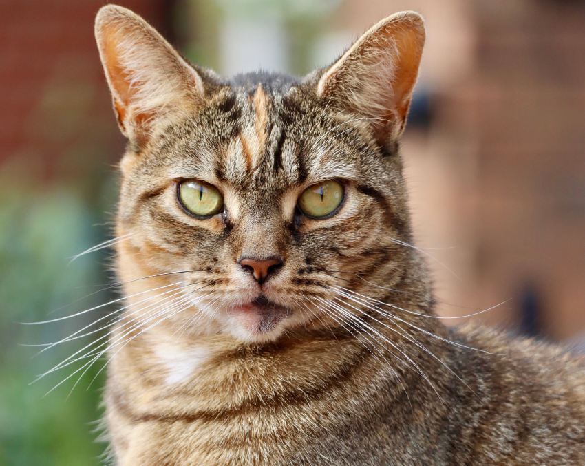 a portrait of a tabby street cat
