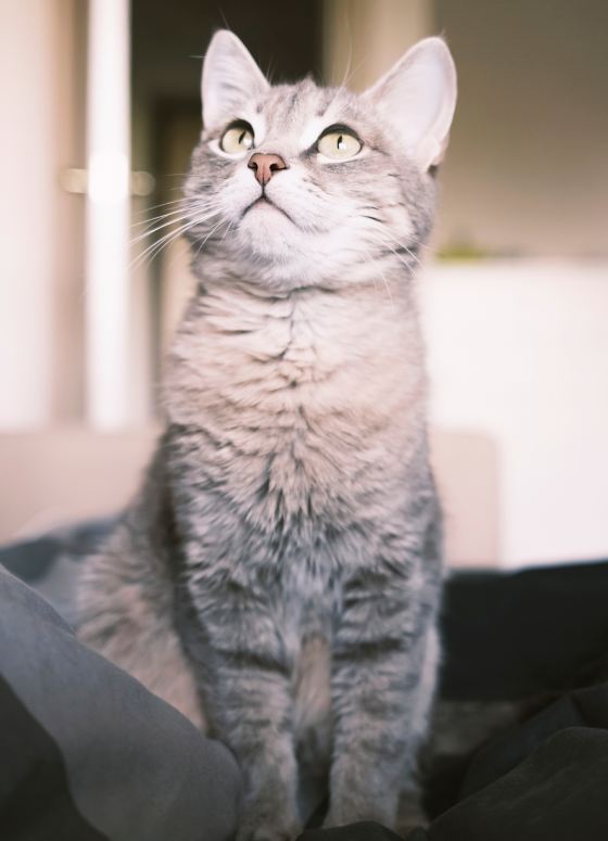 A striped gray cat with yellow eyes.