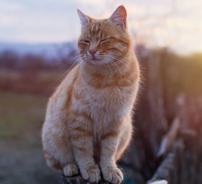 an orange cat sits on a fence at unset