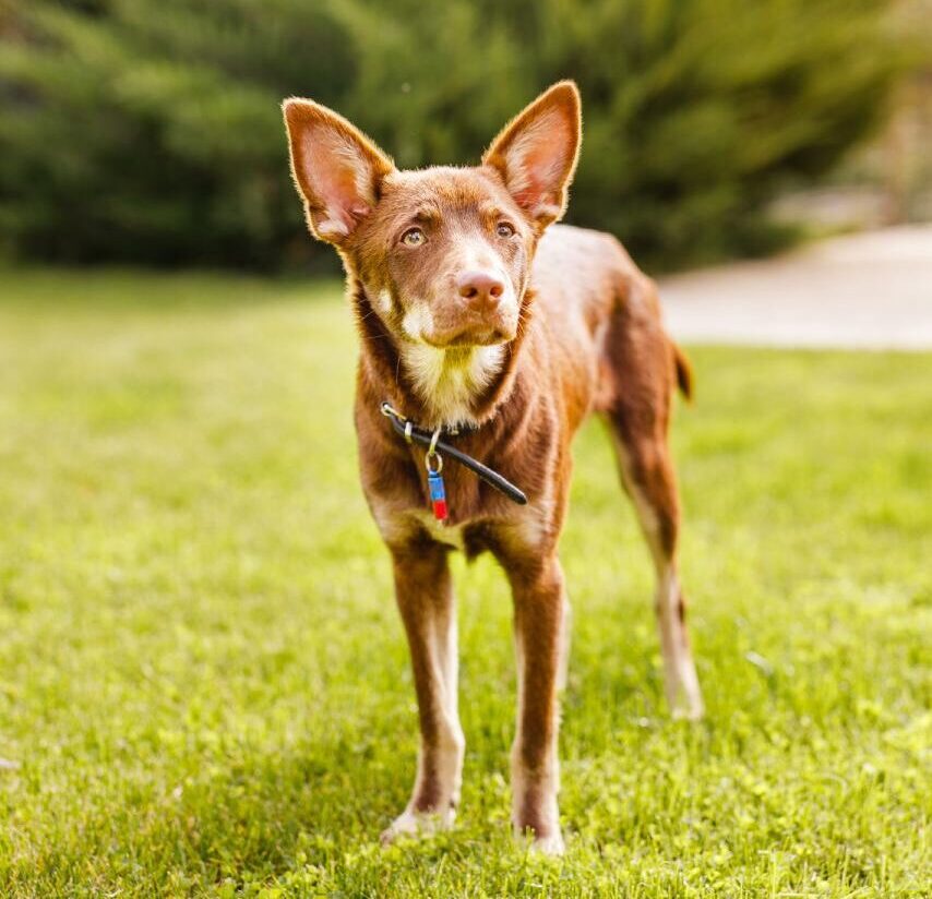 Australian Kelpie puppy outside in the yard on the green lawn.