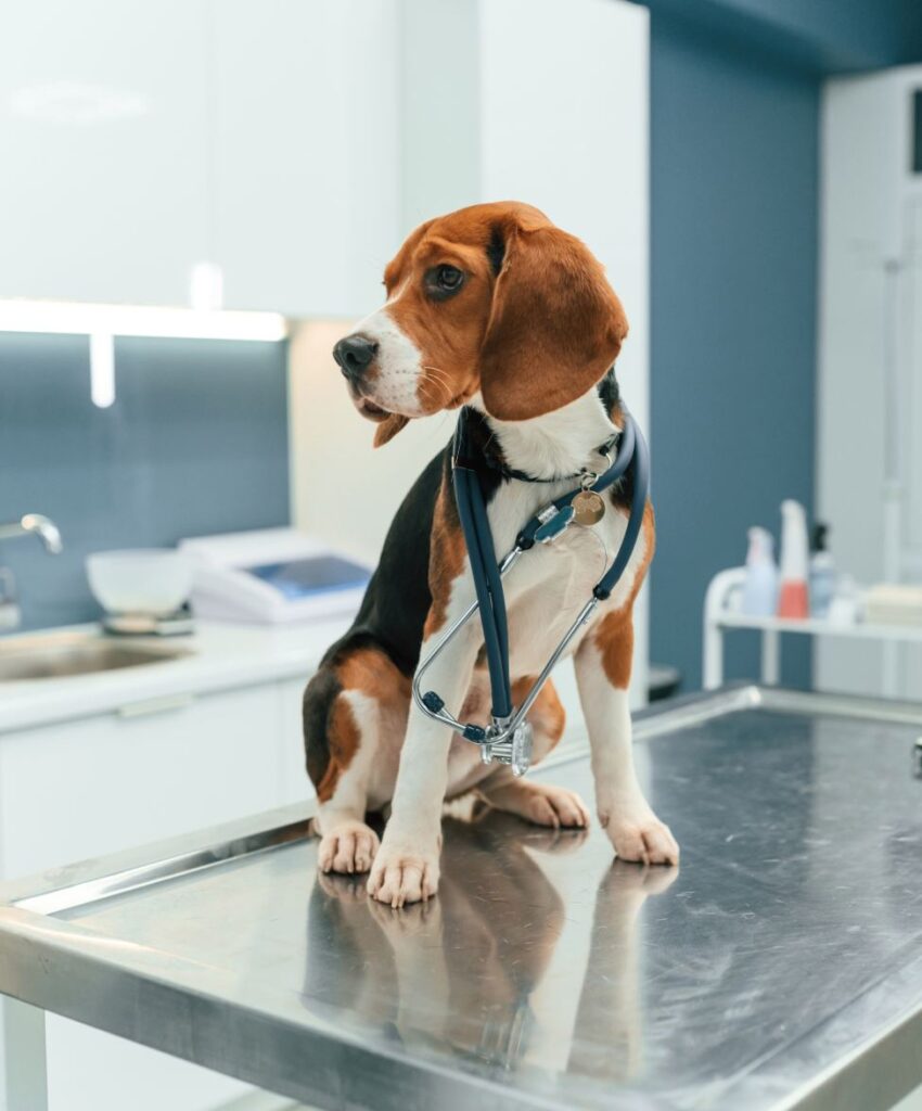 Beautiful dog is sitting on the table in veterinary clinic