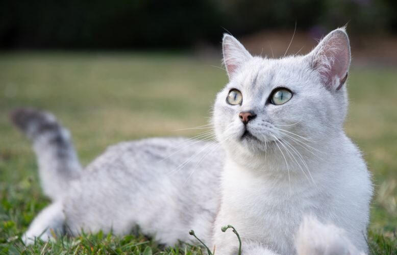 beautiful light gray scottish kitten lies peaceful
