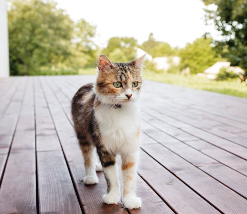 Beautiful tricolor cat walking on brown wooden terrace outdoor