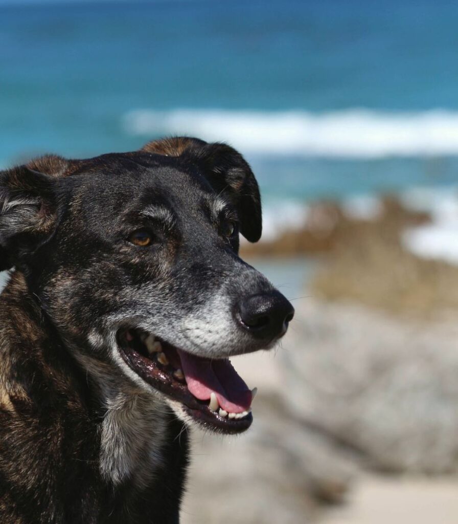 A brindle dog on the beach with its mouth open with the sea in the background