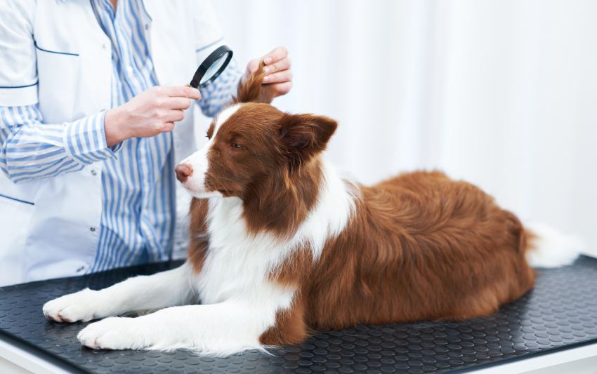 Brown Border Collie dog during visit in vet.