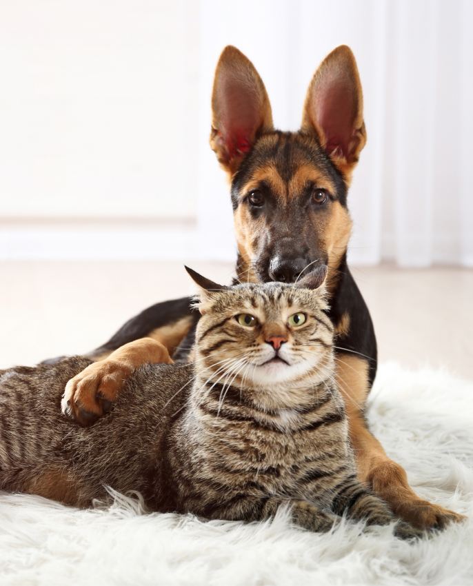 Dog and cat on rug in living room