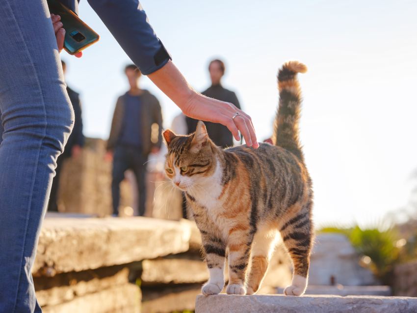 female tourist petting stray cat on street over sunset time in spring or fall season