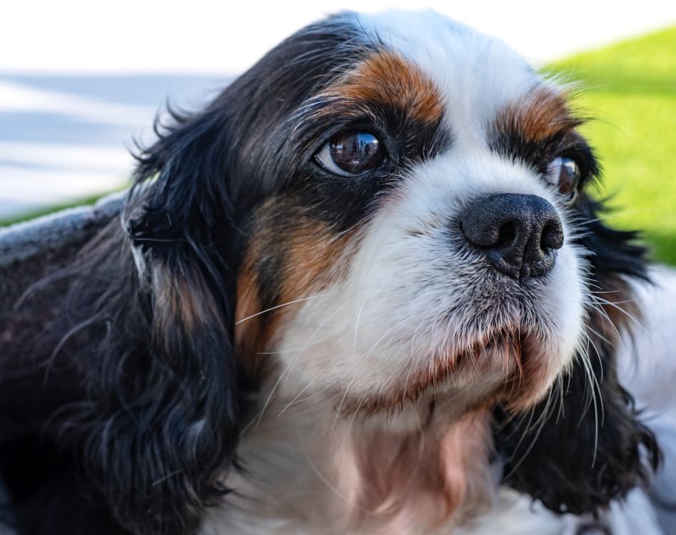 cute old dog cavalier king charles spaniel