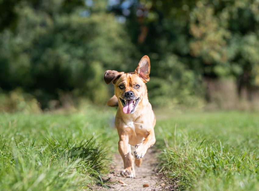 Closeup shot of an Austrian Pinscher running in the forest