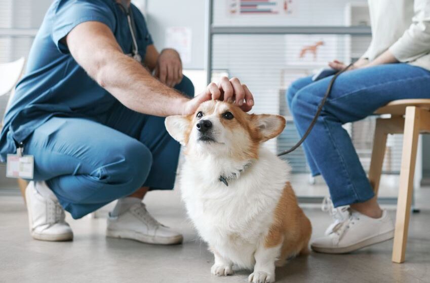 Corgi dog enjoying cuddle of vet doctor sitting on squats in front of pet owner