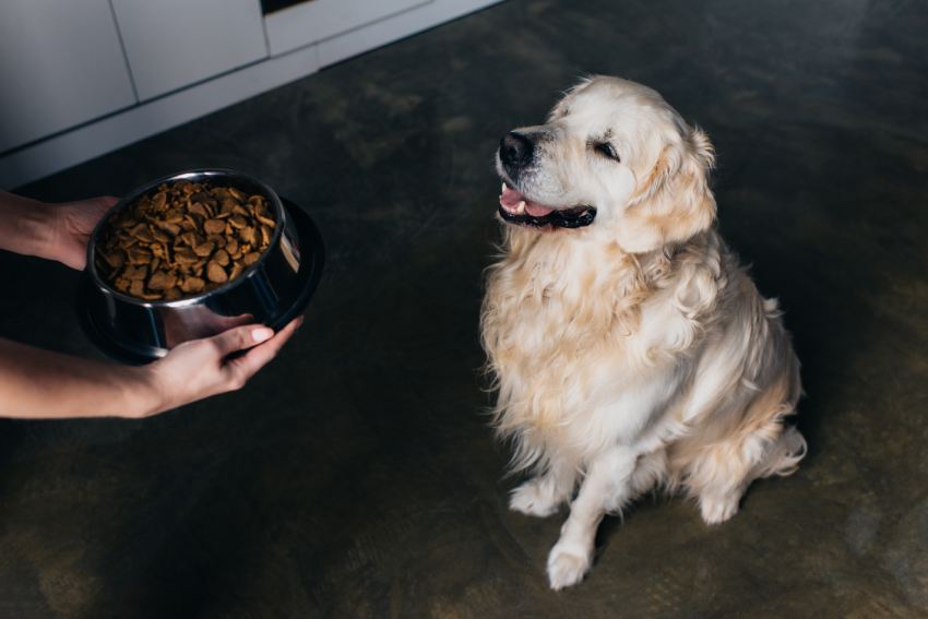 woman holding bowl with pet food near adorable golden retriever dog