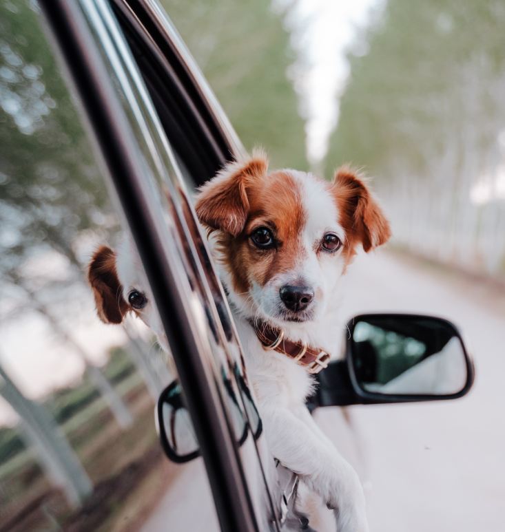 cute jack russell dog leaning on car window in forest during daytime.