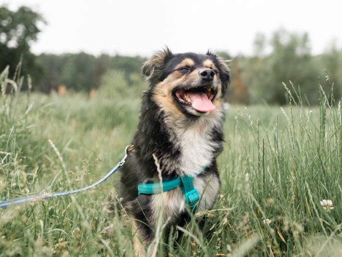 cute mixed breed dog standing in the grass