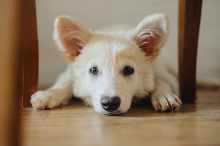 Cute puppy lying on wooden floor.