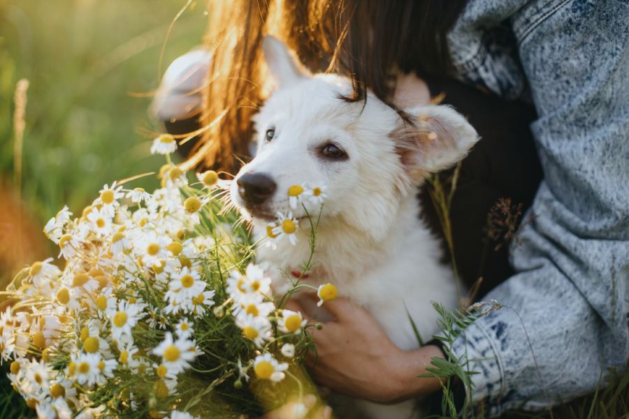 Cute white puppy with daisy flowers in warm sunset light in summer