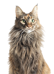 Fluffy cat sitting down