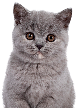 Gray furry kitten