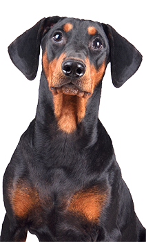 Small black and brown puppy