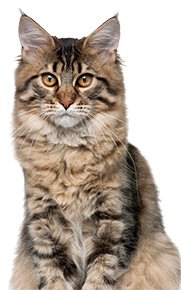 Yellow-eyed gray tabby cat