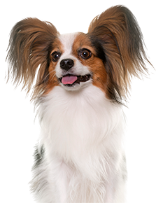 Happy dog with fluffy ears