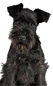 Black schnauzer puppy