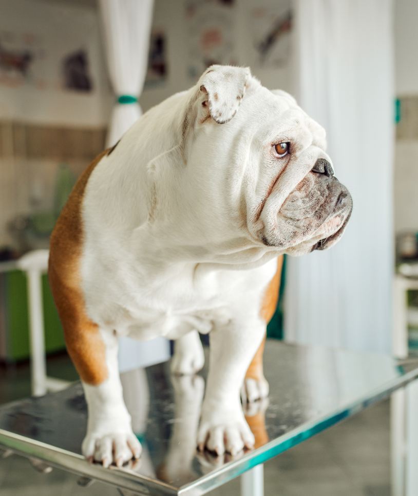 English bulldog at veterinarian clinic.