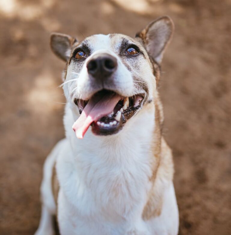 dog and animal outdoor at vet with tongue out