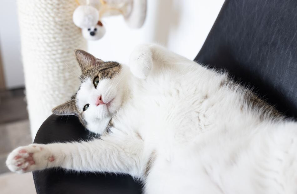 Fat lazy cat laying on leather chair next to sisal scratching post