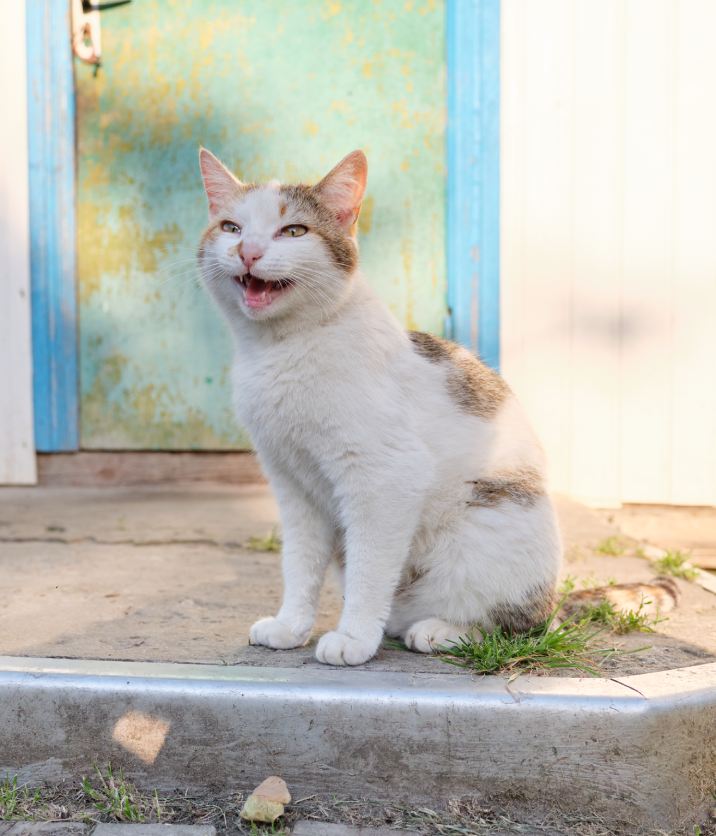 Funny rural cat sitting near the door and meowing