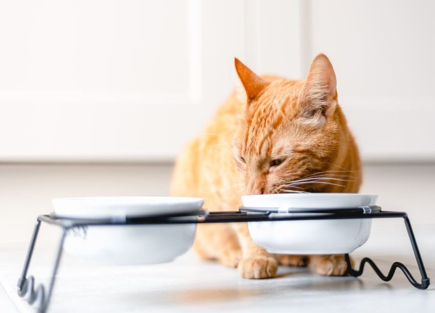 Ginger cat is eating dry food from bowl on the kitchen at home.