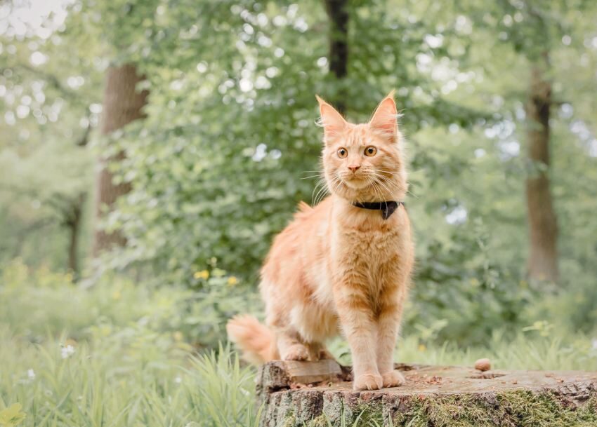 ginger tabby maine coon cat outdoor domestic cat