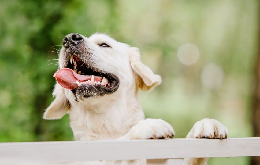 golden retriever dog at the park dog smilimg cut
