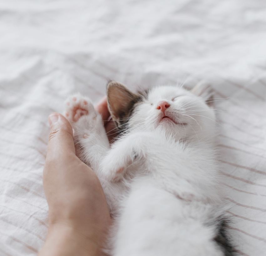 Hand hugging cute sleeping little kitten on soft bed.