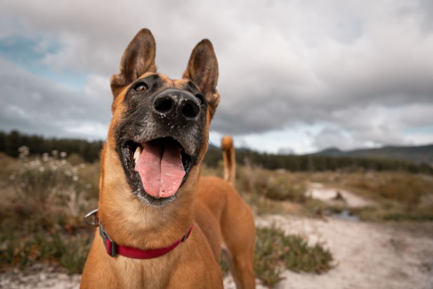 happy Belgian Malinois with its tongue out in a natural outdoor setting with cloudy skies