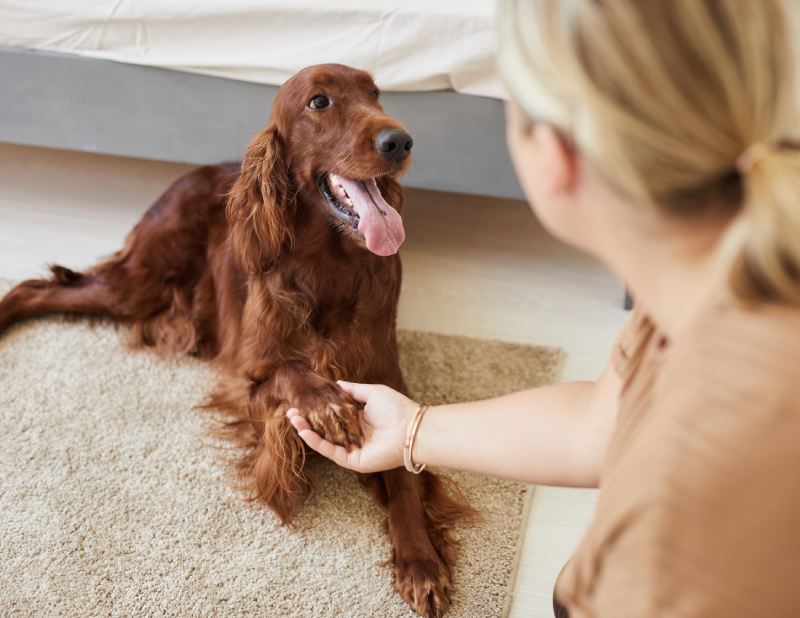 happy long haired dog giving paw to woman in