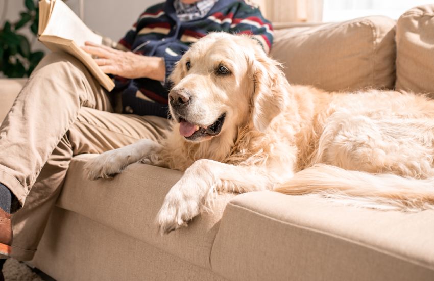 adorable golden retriever dog sitting on couch with senior man