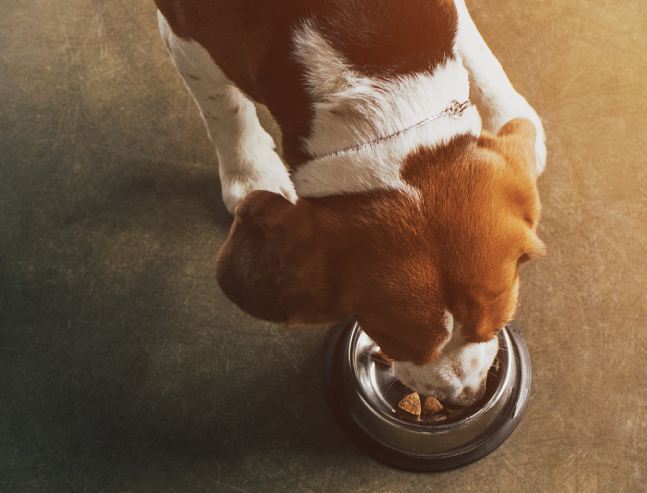 beagle dog eating from metal bowl