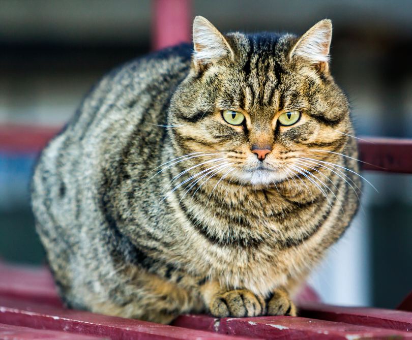 a fat striped cat with green eyes