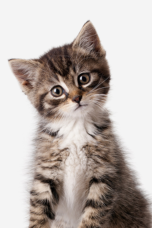 Curious tabby kitten