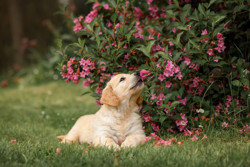 small puppy dog golden retriever in the park