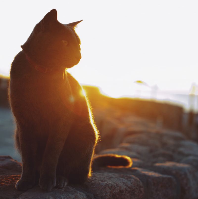 Beautiful black cat looking sideways