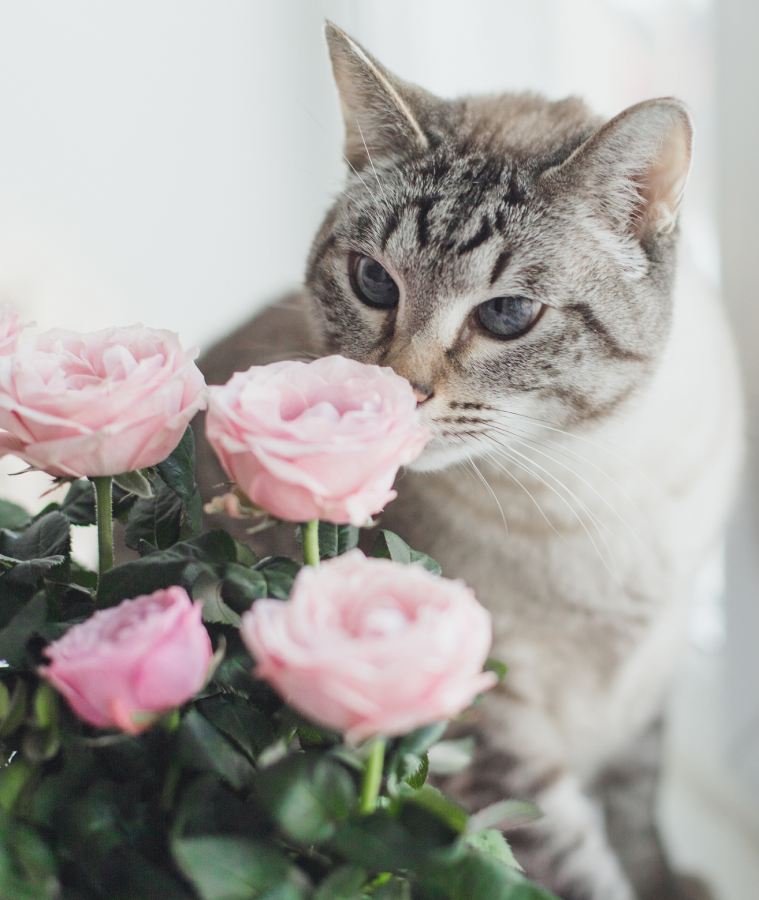 thai tabby cat with blue and slanting eyes