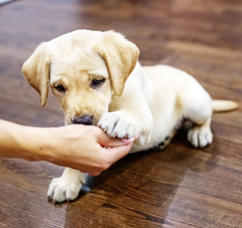 The little labrador puppy gives the paw to the owner.