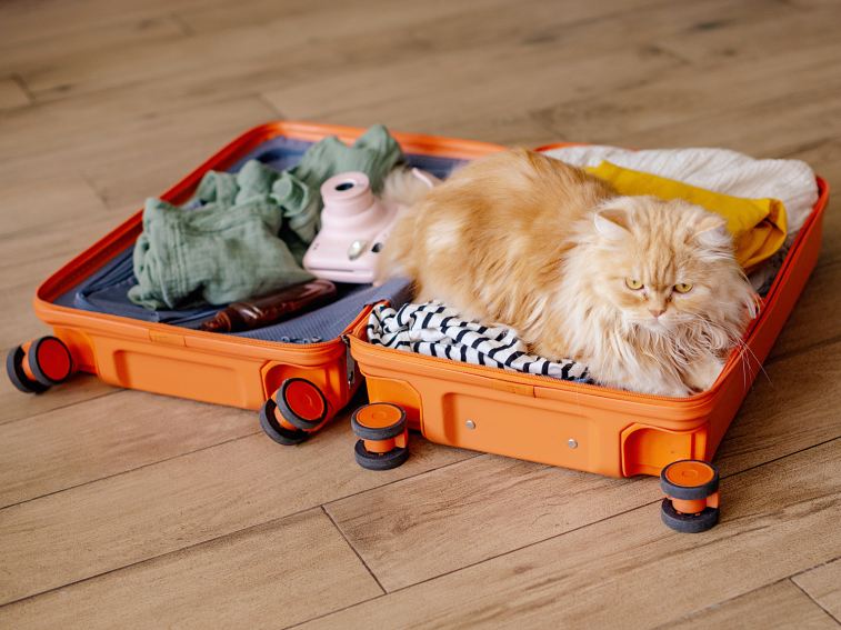 funny cat sitting on suitcase