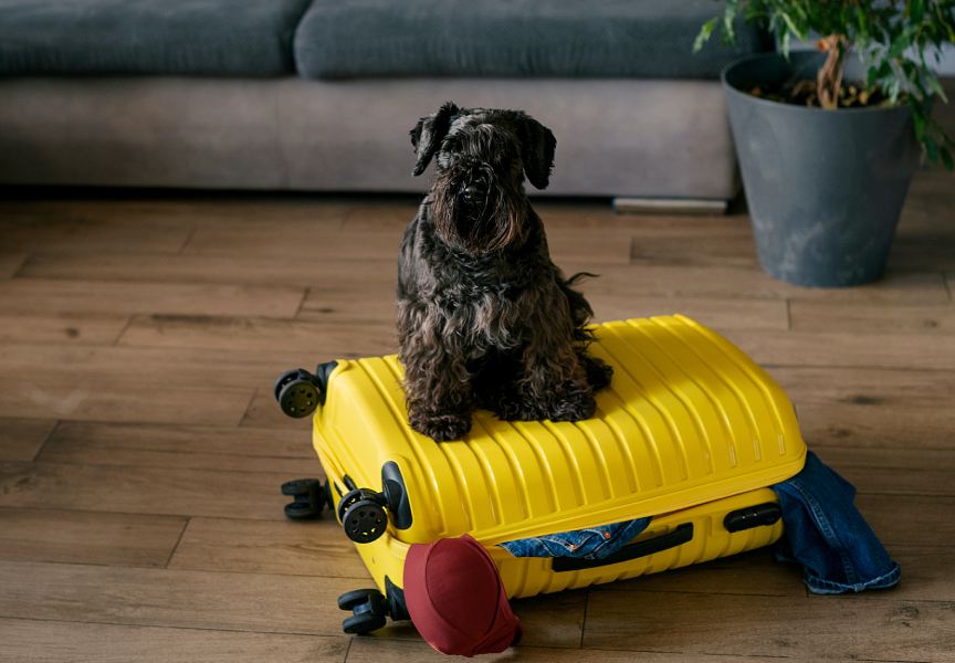 funny dog sitting on suitcase