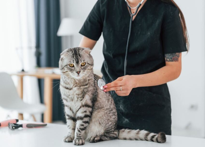 Using stethoscope. Scottish fold cat is in the grooming salon with female veterinarian