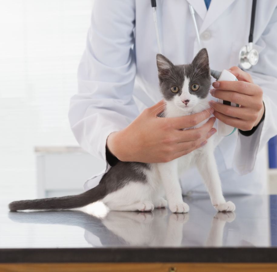 Vet examining a cute kitten in medical office
