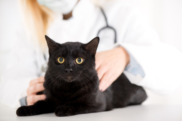 veterinarian examining a domestic cat